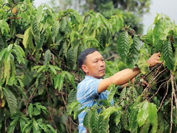 Giống Cà Phê TR9 Được Lai Tạo Với Khả Năng Thích Ứng Tốt Năng Suất Cao %