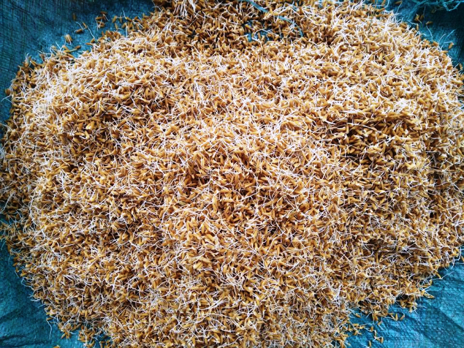 Bước ủ hạt để mầm nứt nhanh