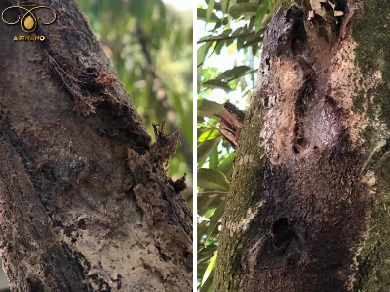 Nứt thân xì mủ trên cây sầu riêng