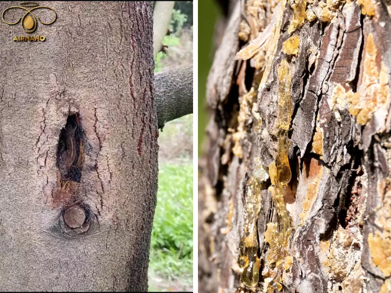 Bệnh nứt thân xì mủ trên cây sầu riêng