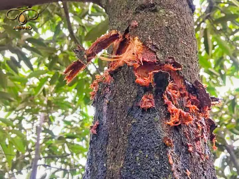 Tác hại mà sâu đục thân gây ra đối với cây sầu riêng không chỉ nghiêm trọng mà còn đa dạng. 