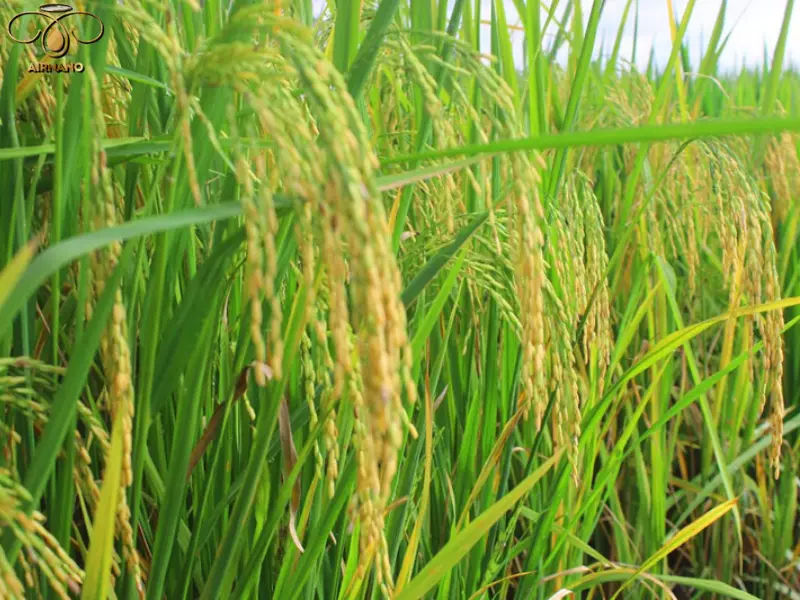 Cây lúa An Sinh sinh trưởng tốt