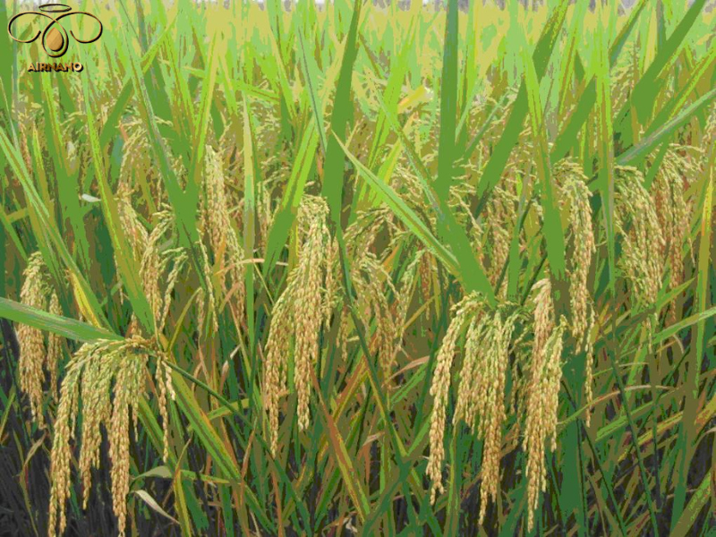 Giống lúa Nghi Hương 305 là dòng lúa lai tạo