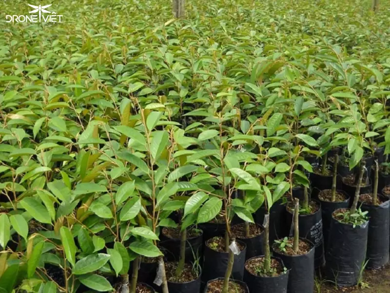 Kỹ thuật trồng cây sầu riêng