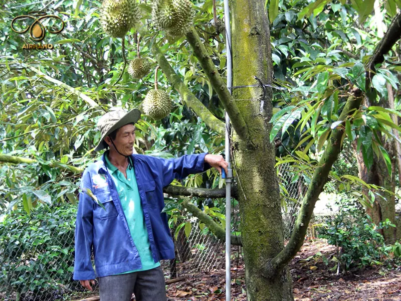 Kỹ thuật trồng sầu riêng