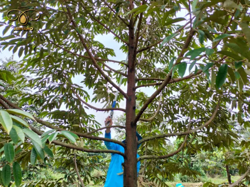 Lựa chọn cành để cắt