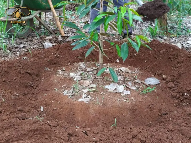 Cách bón lót cho cây sầu riêng 