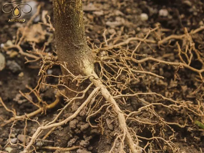 Bộ rễ của cây sầu riêng thường có hình dạng phân nhánh