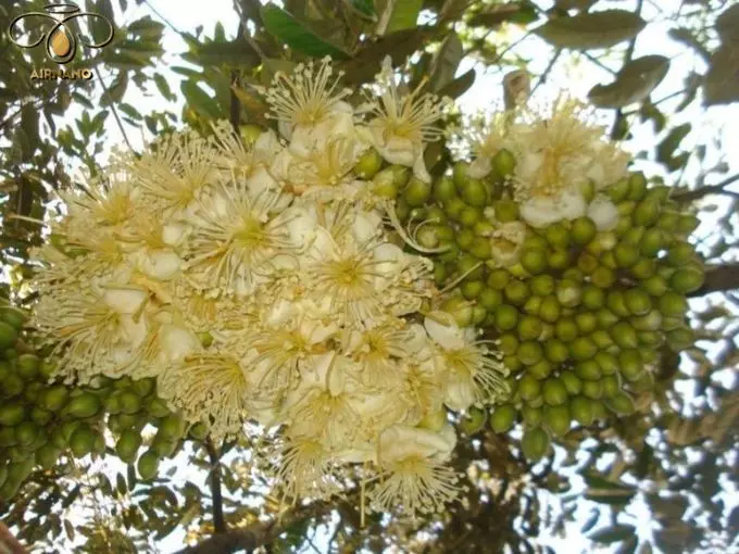 Hoa sầu riêng có hình dạng nhỏ, màu trắng