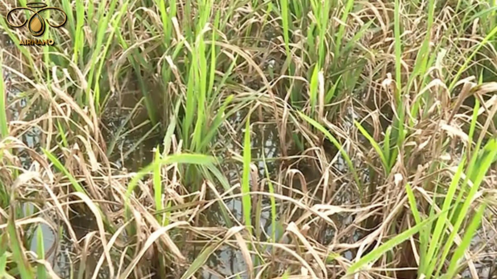 Bệnh trắng lá lúa