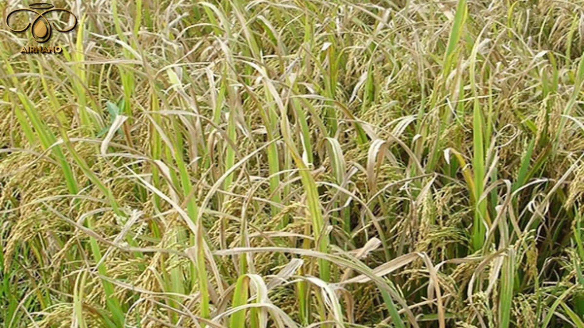 Bạc lá lúa