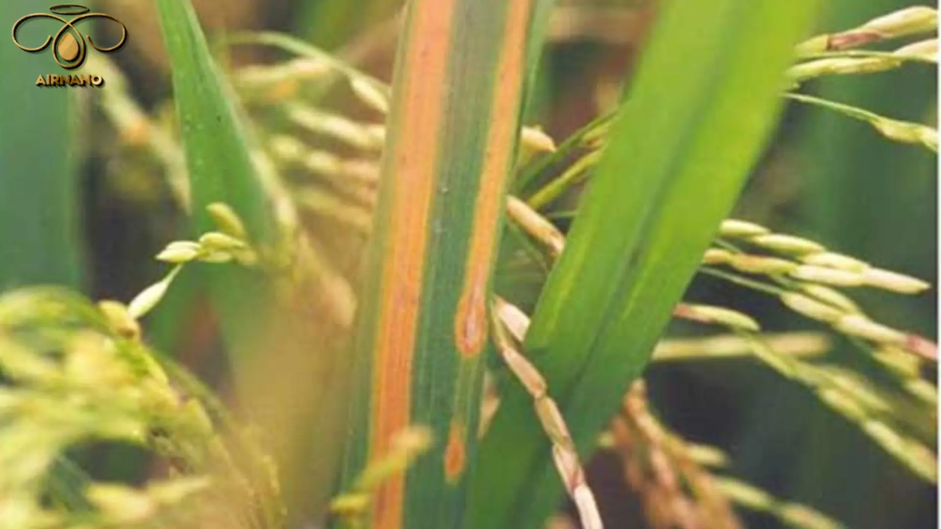 Lúa bị bệnh vàng lá