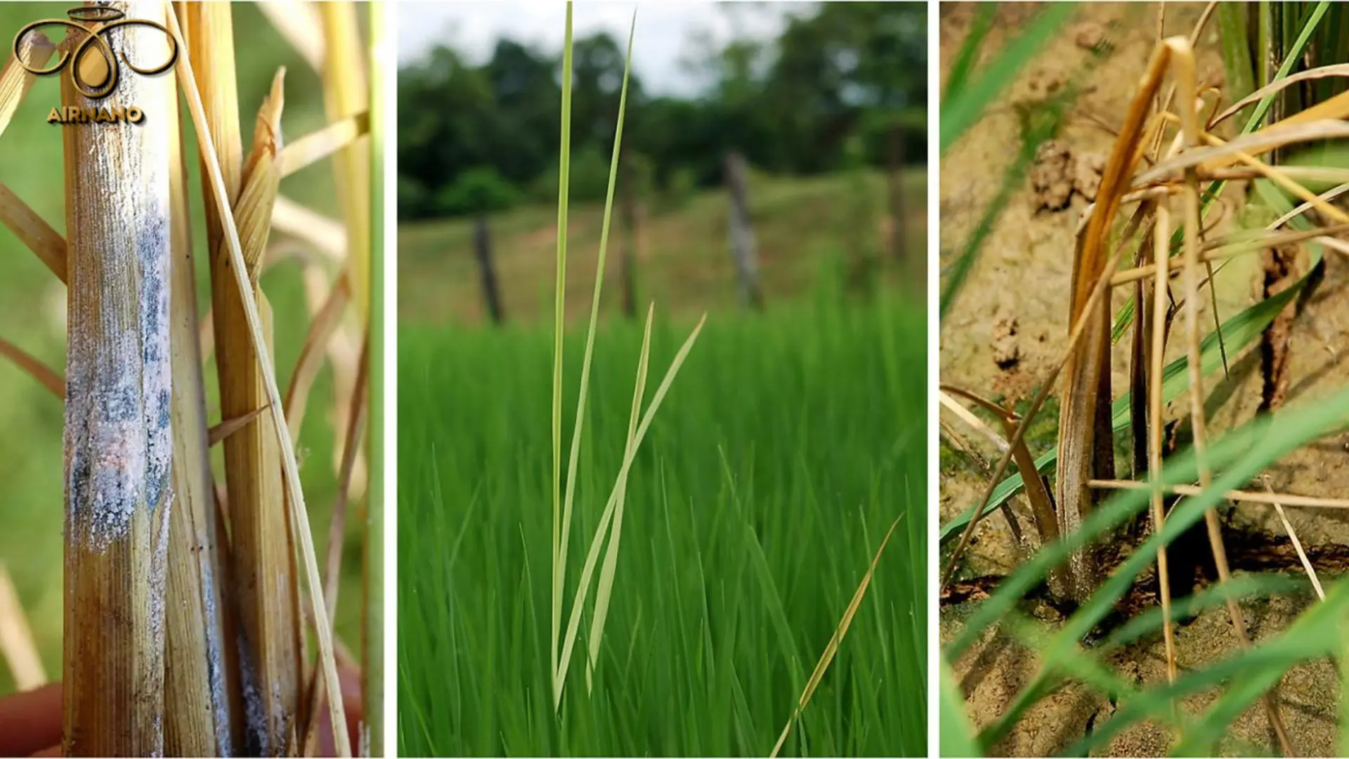 Nhận biết bệnh lúa von