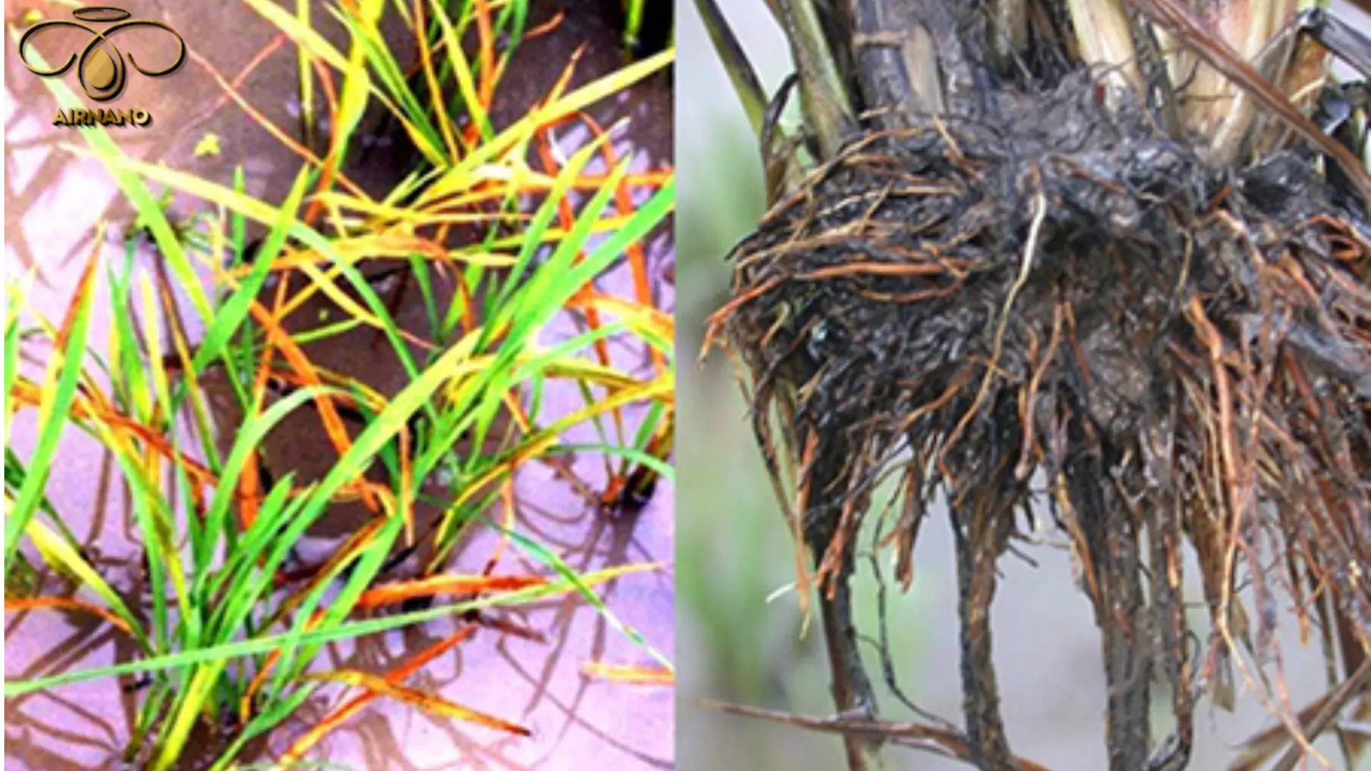 Biểu hiện bệnh vàng lá lúa