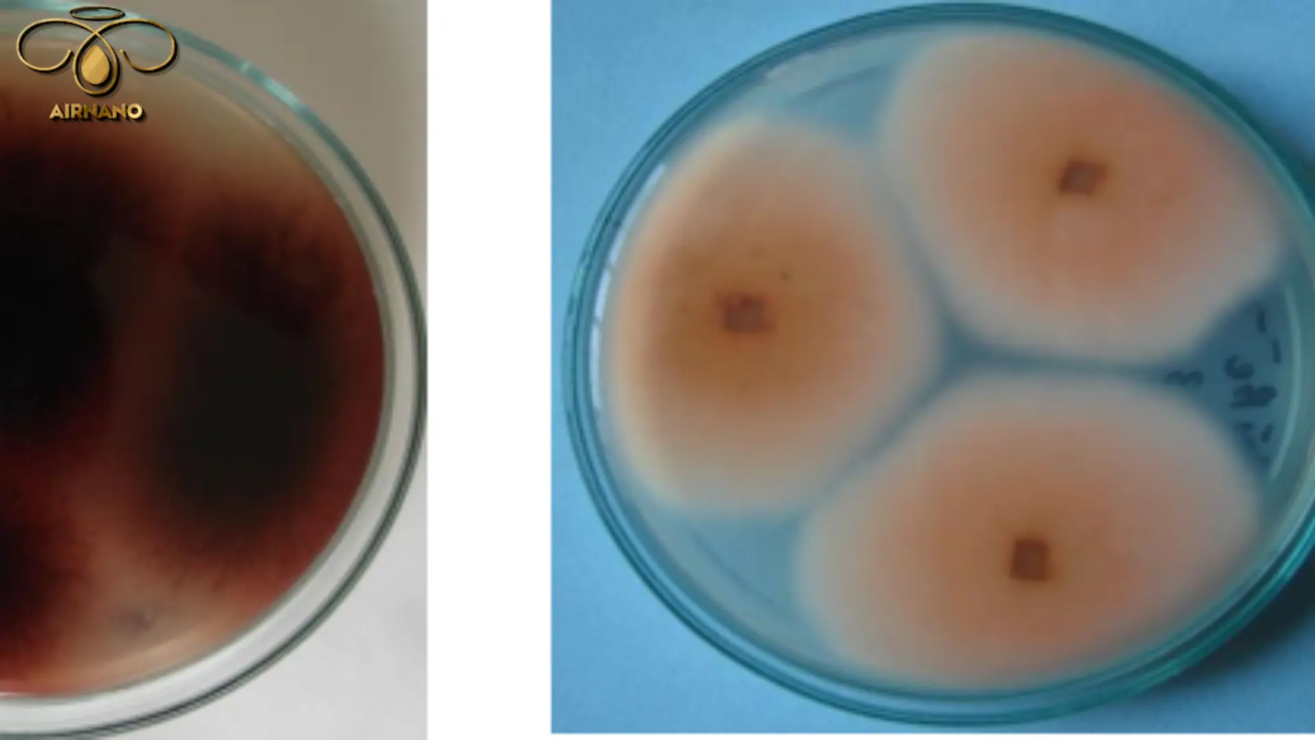 Nguyên nhân gây bệnh lúa von