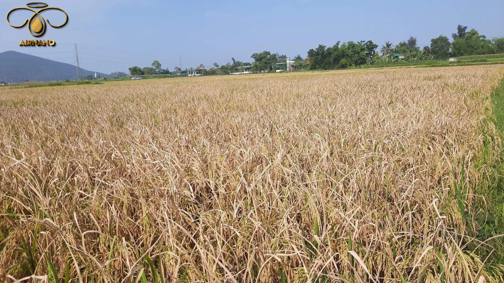 Vàng lá do bệnh bạc lá