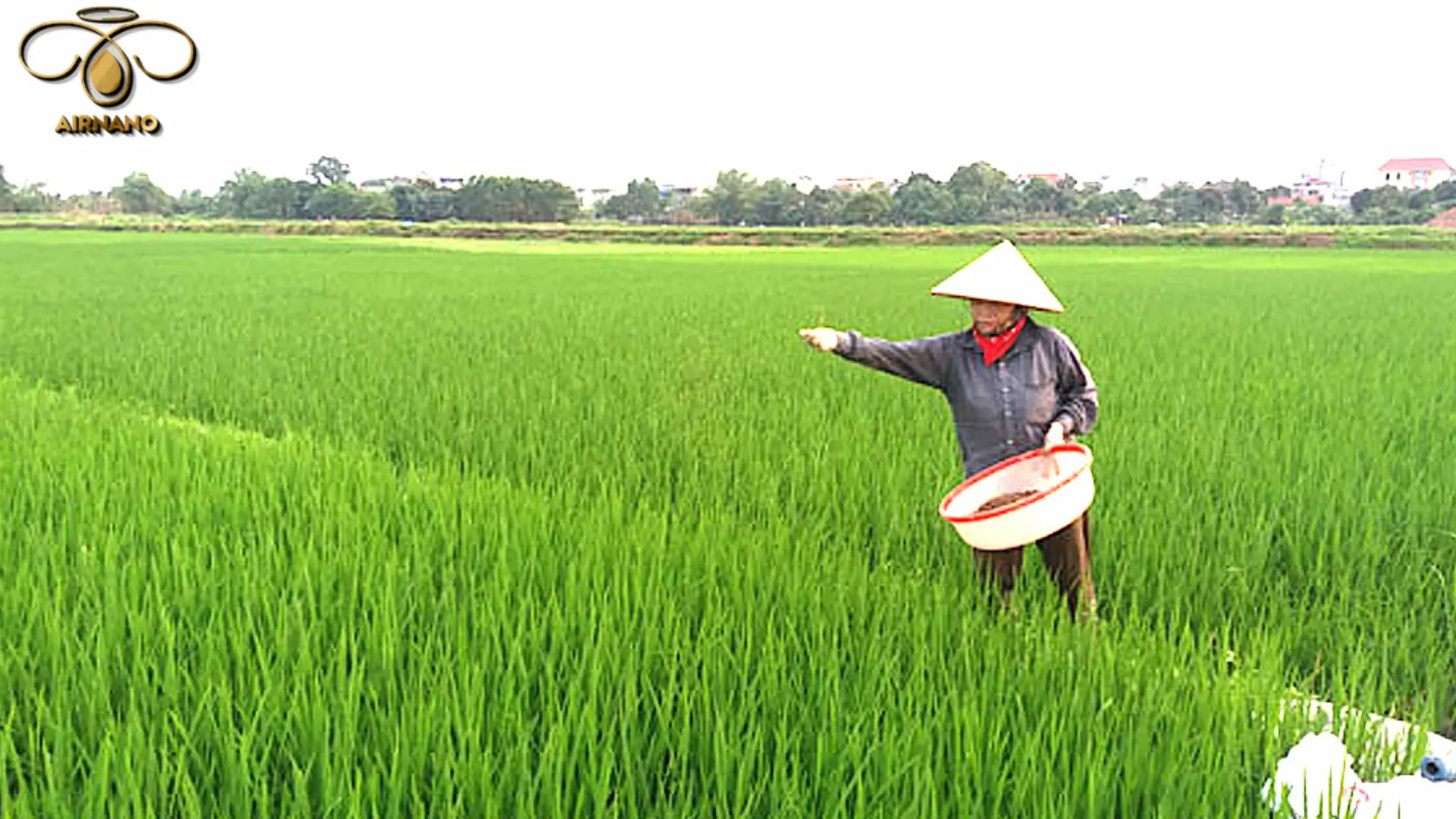 Biện pháp phòng trừ bệnh lúa von