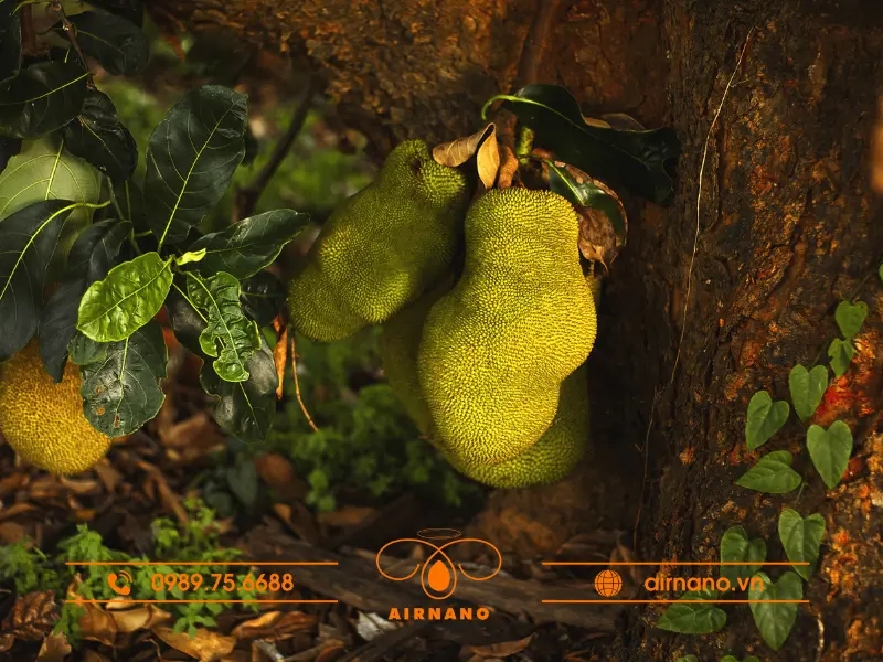 Kỹ thuật trồng mít