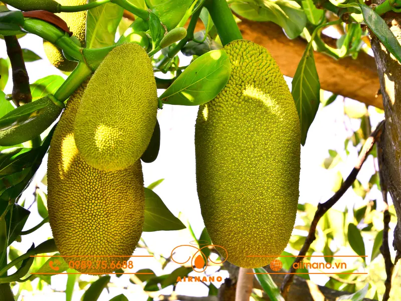 Đặc điểm cây mít