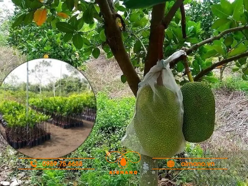 Cách trồng mít