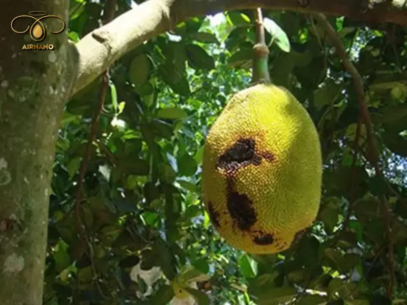 Tác hại của bệnh thối trái mít