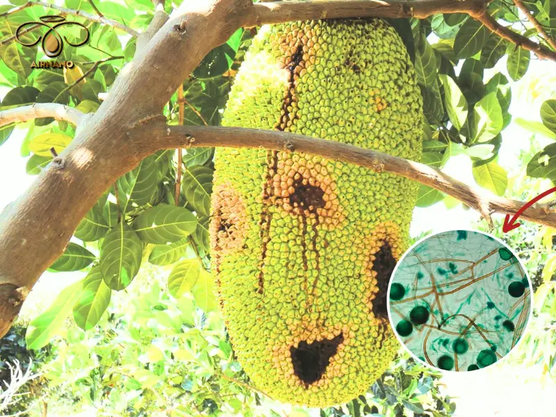 Nhận biết bệnh thối trái mít