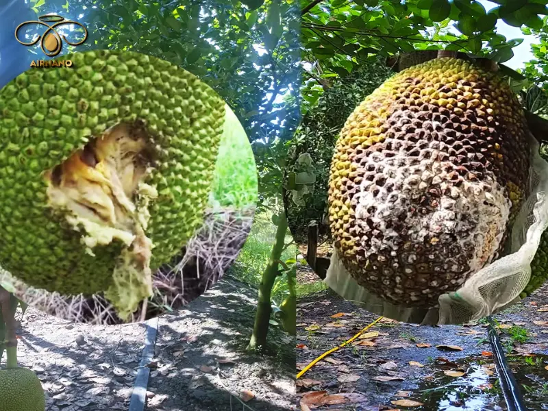 Nguyên nhân bệnh thối trái mít