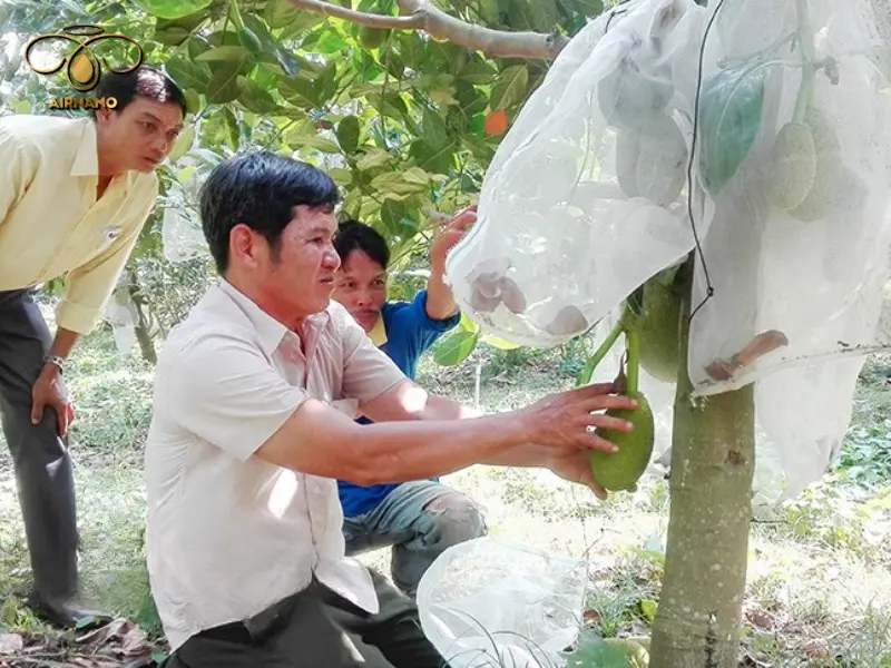 Biện pháp phòng ngừa nấm bệnh