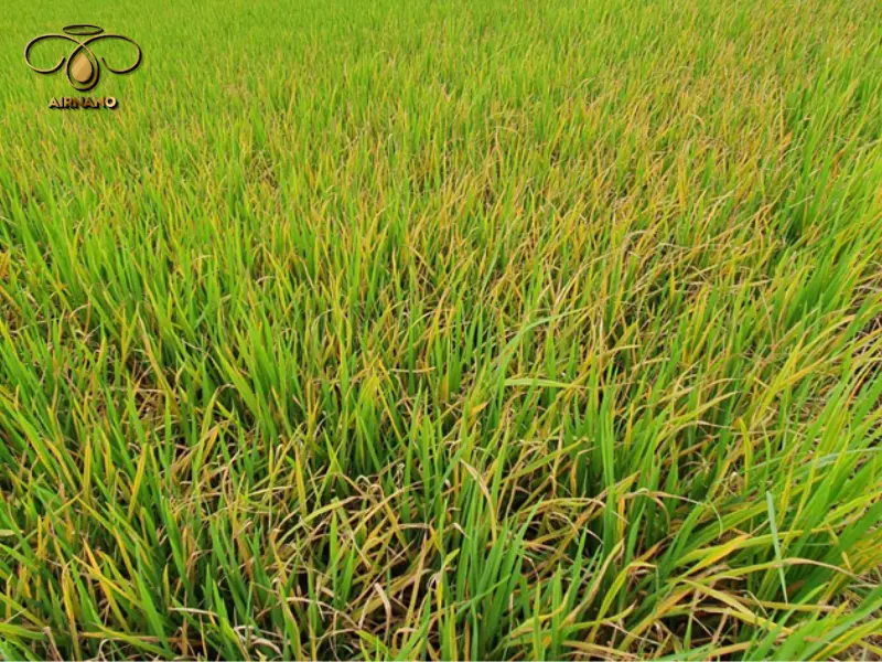 Lúa bị bệnh đỏ lá