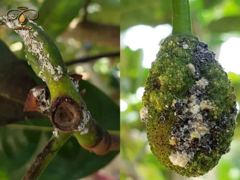 Sâu bệnh hại cây mít