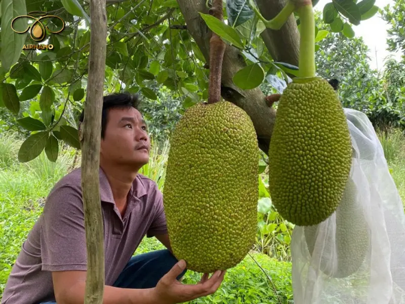 Cách chăm sóc cho cây mít 