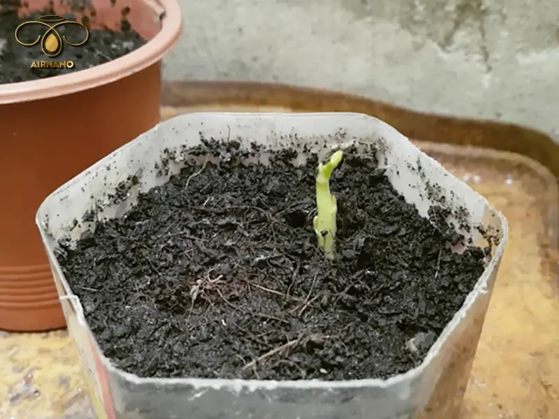 Cách chăm sóc hạt mít sau khi ươm