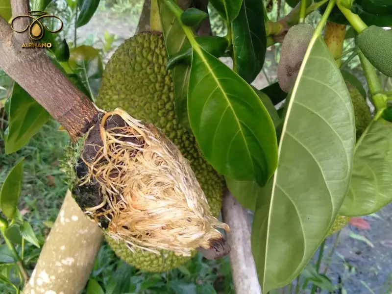 Cách chiết cành mít