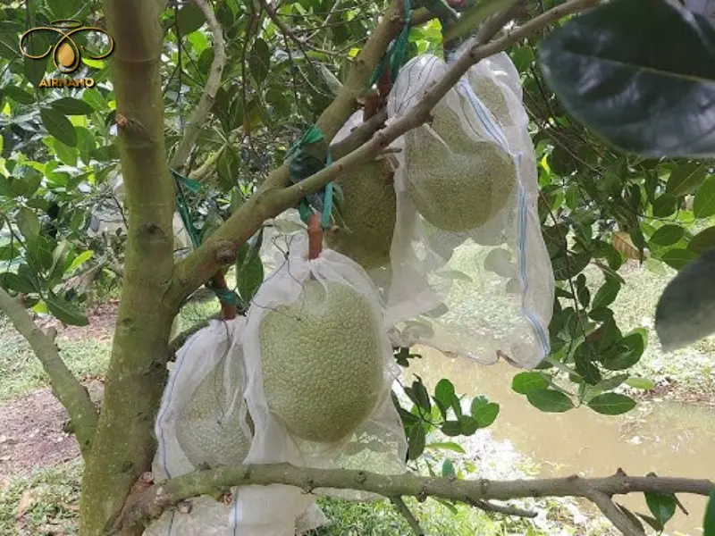 Cách phòng trừ bệnh hại trên cây mít hiệu quả