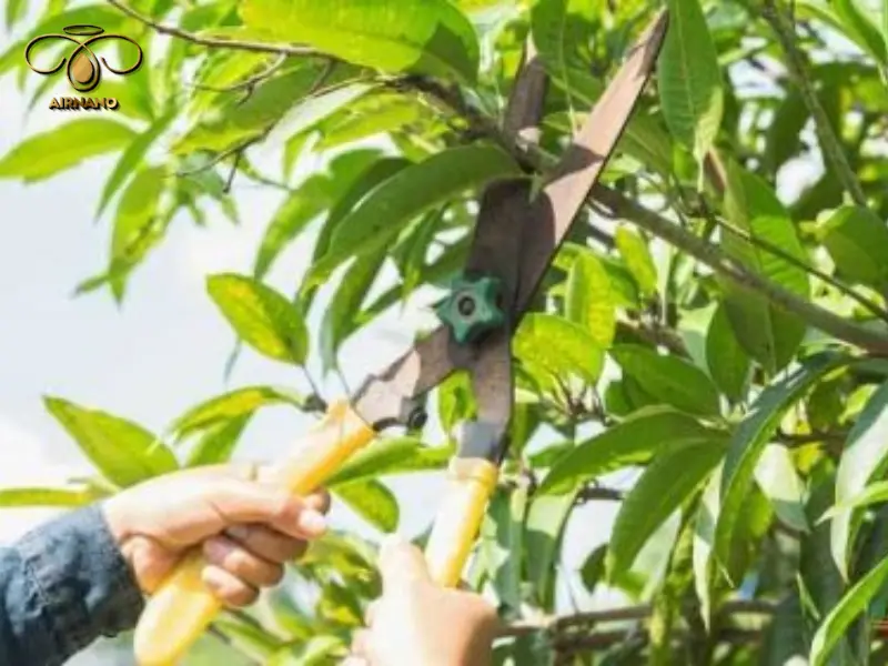 Cách tỉa cành xoài đúng kỹ thuật