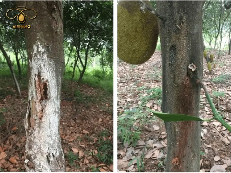 Bệnh nứt thân xì mủ