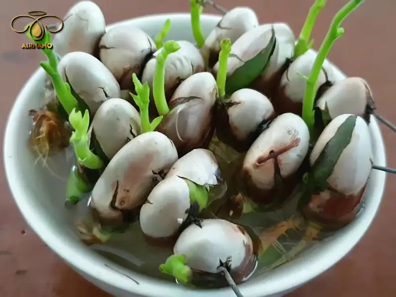 Cách ươm hạt mít