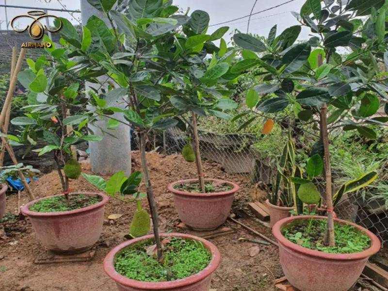 Tiến hành trồng mít trong chậu