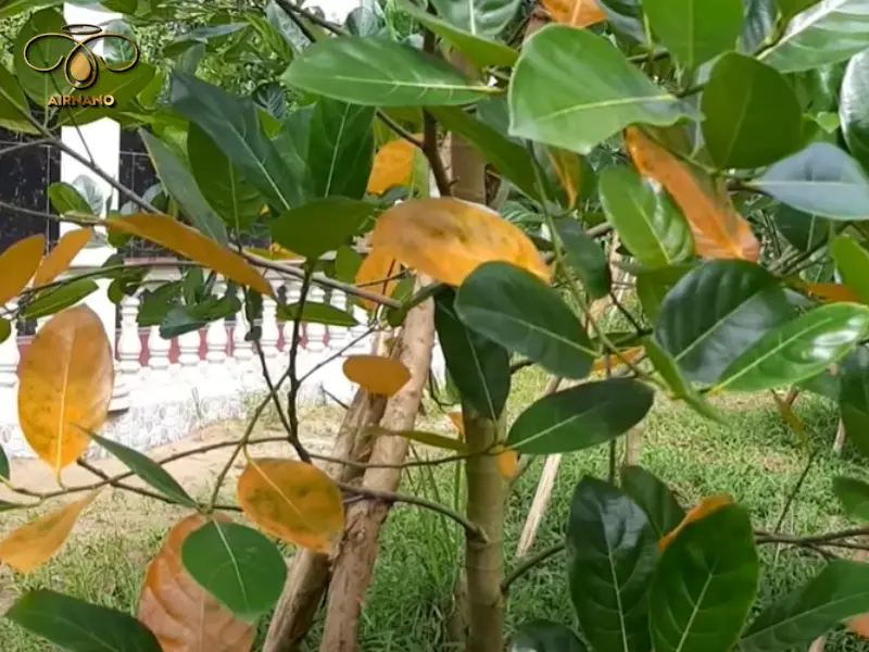 Cây mít bị vàng lá