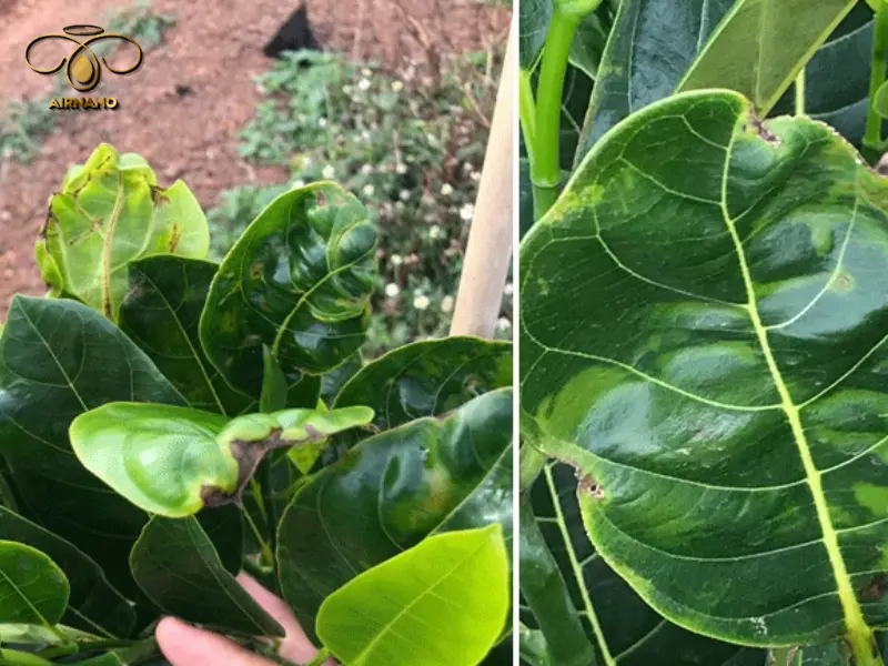 Sâu cuốn lá gây xoăn lá mít