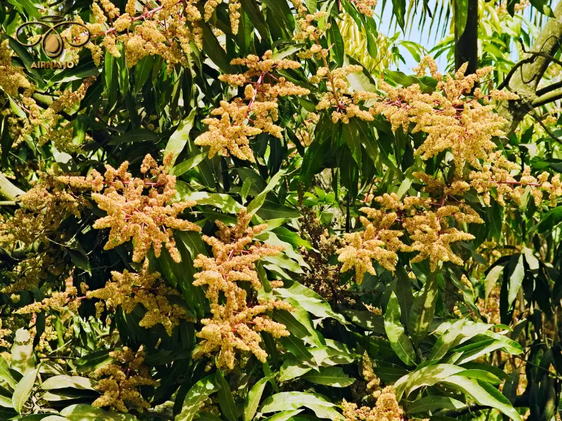 Trồng xoài bao lâu có trái