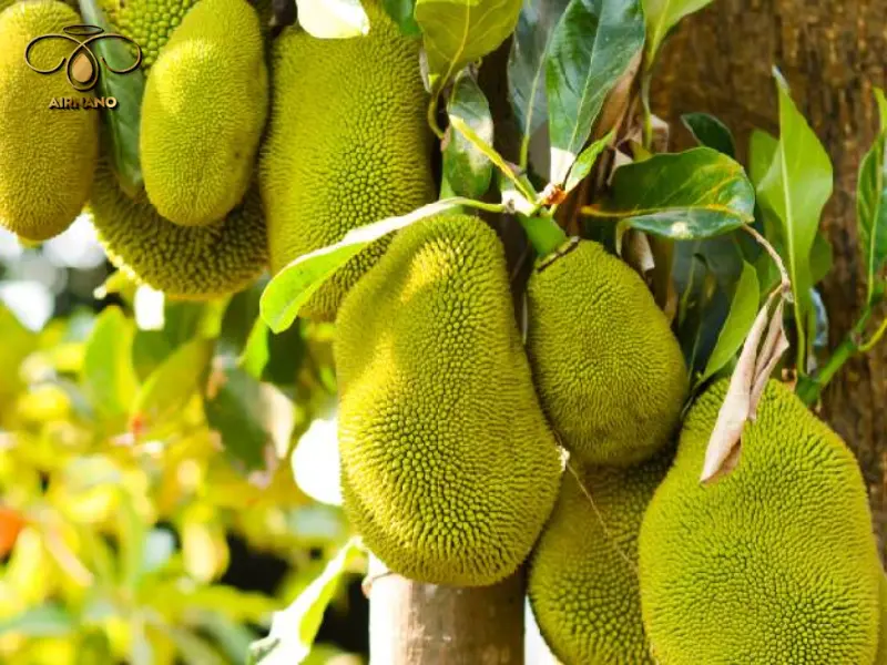 Đặc điểm của cây mít