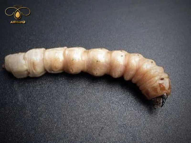 Hình dáng của sâu đục thân mít