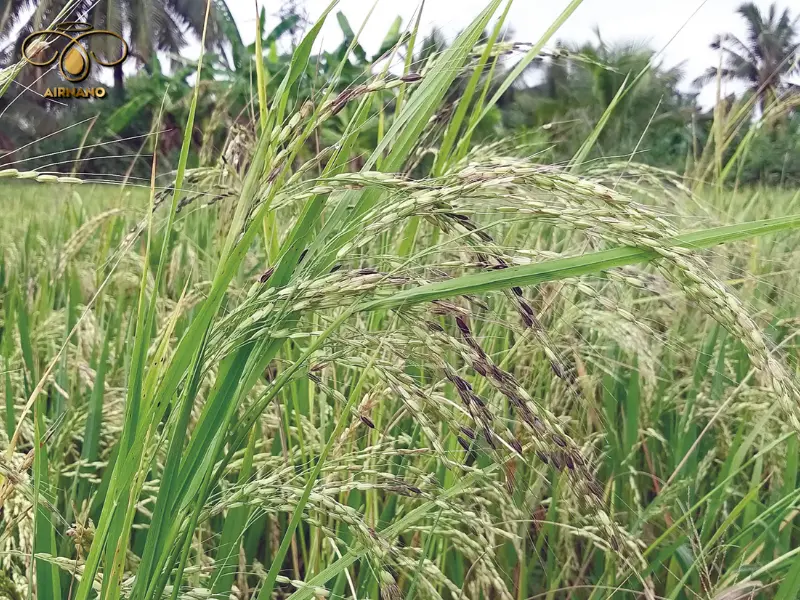 Đặc điểm và tác hại của lúa cỏ