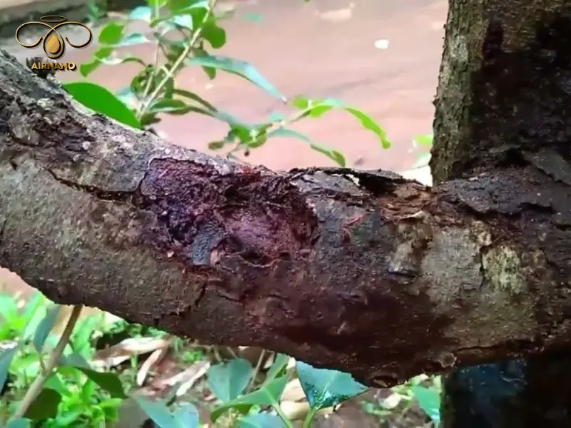 Điều kiện phát triển