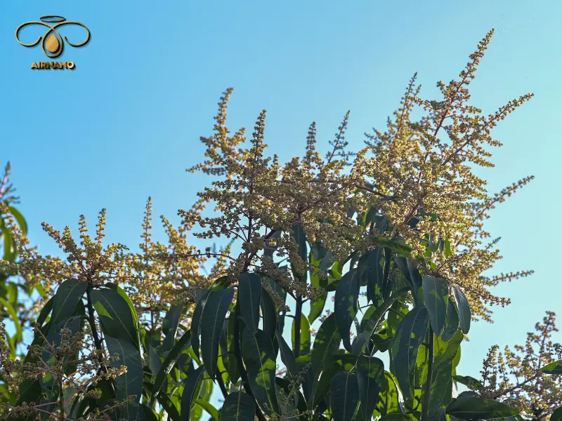 Điều kiện sinh trưởng của cây xoài