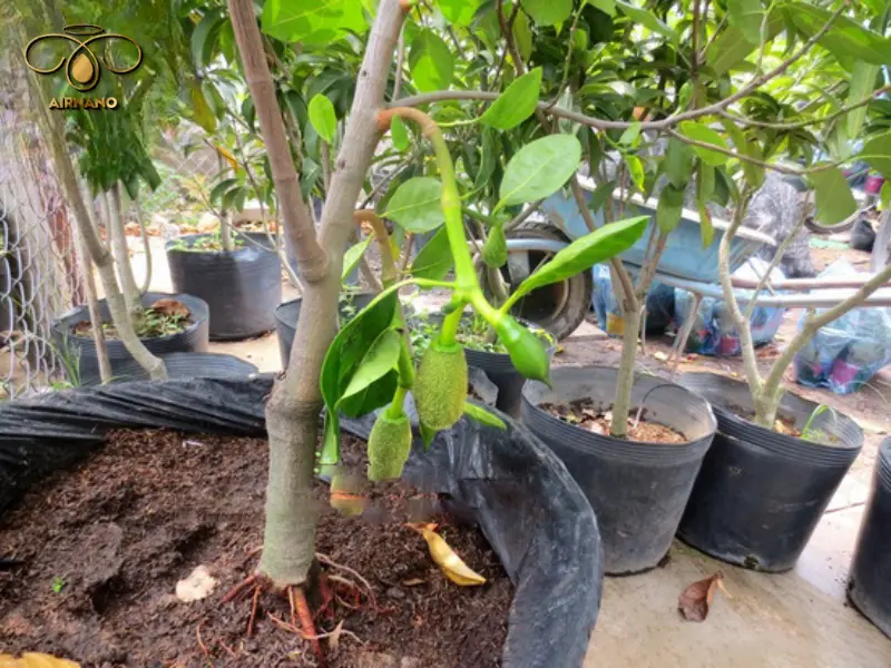 Hướng dẫn cách chăm sóc cây mít