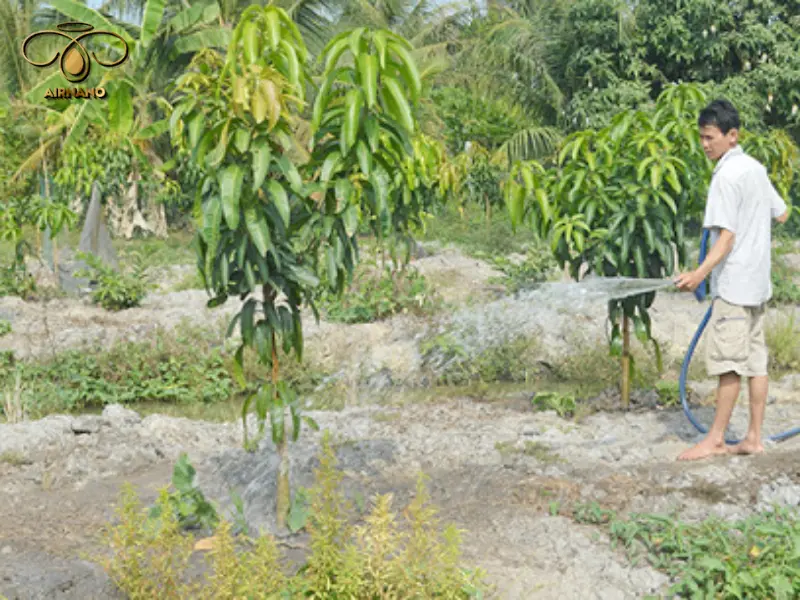 Chăm sóc cây xoài sau tỉa cành