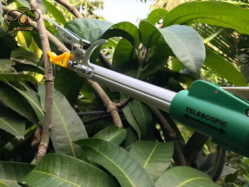 Lý do tỉa cành xoài