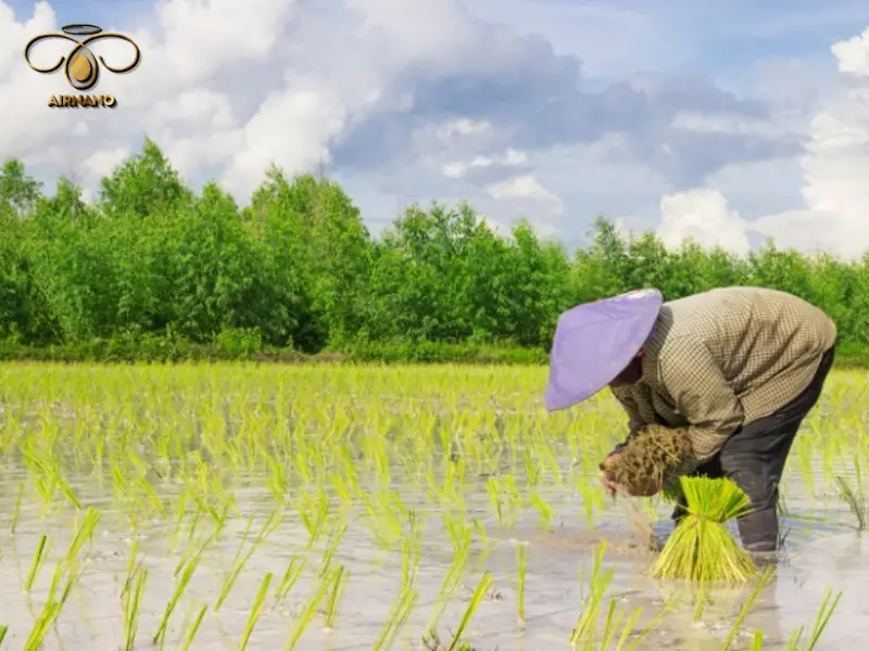 Hướng dẫn kỹ thuật gieo trồng lúa để đạt năng suất cao